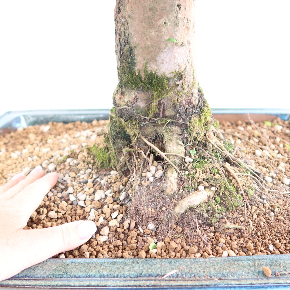 Szobai bonsai - Ausztrál cseresznye - Eugenia uniflora