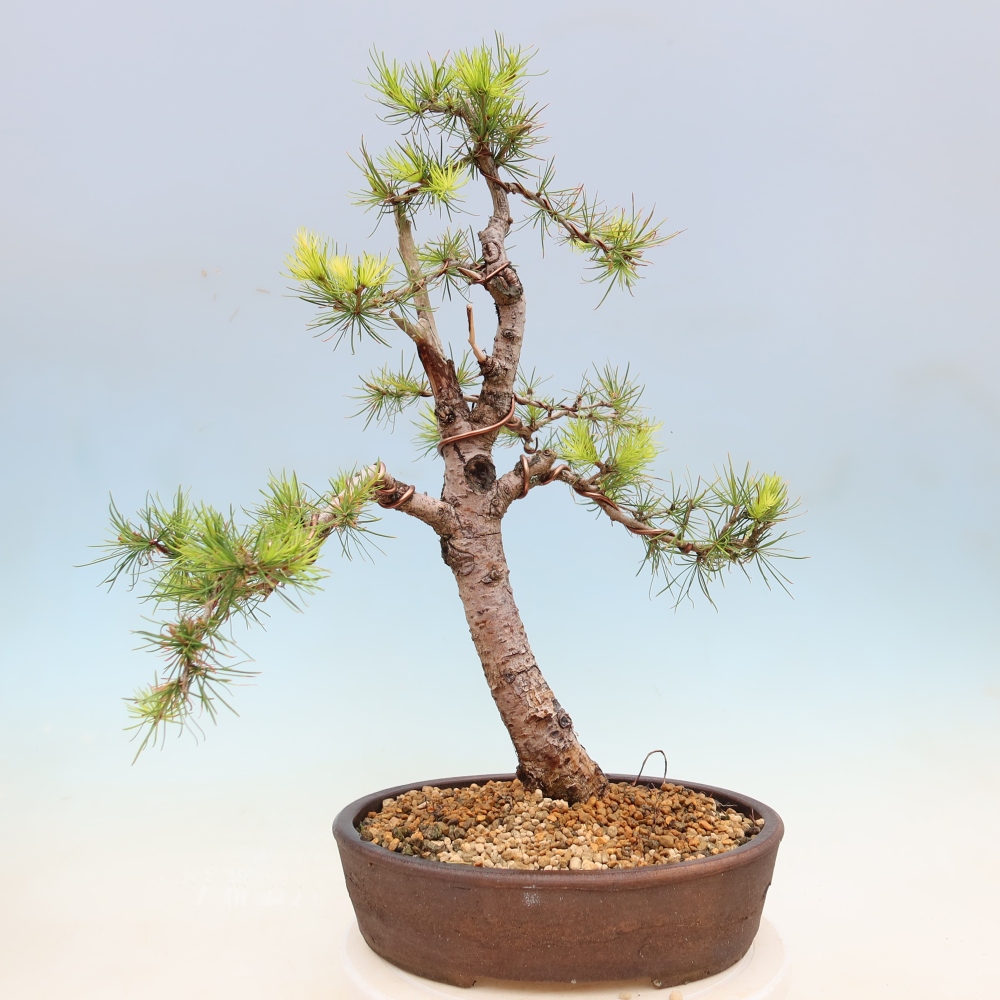 Kültéri bonsai - Larix decidua - vörösfenyő