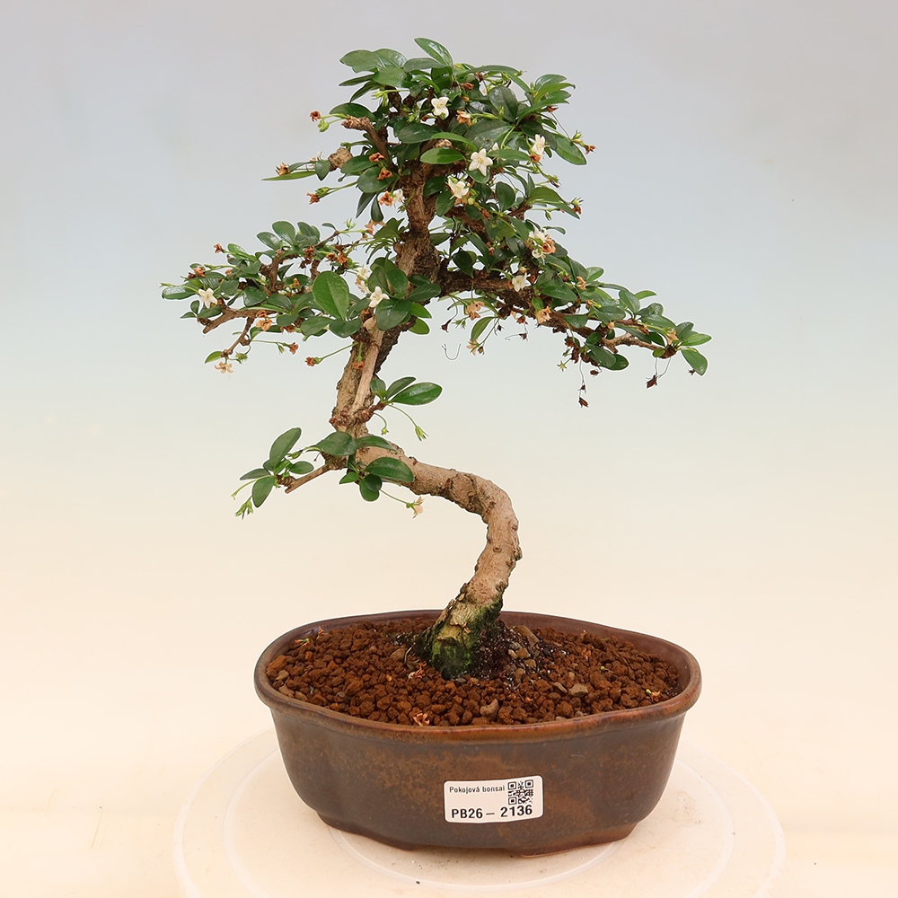 Szobai bonsai - Carmona macrophylla - Tea fuki