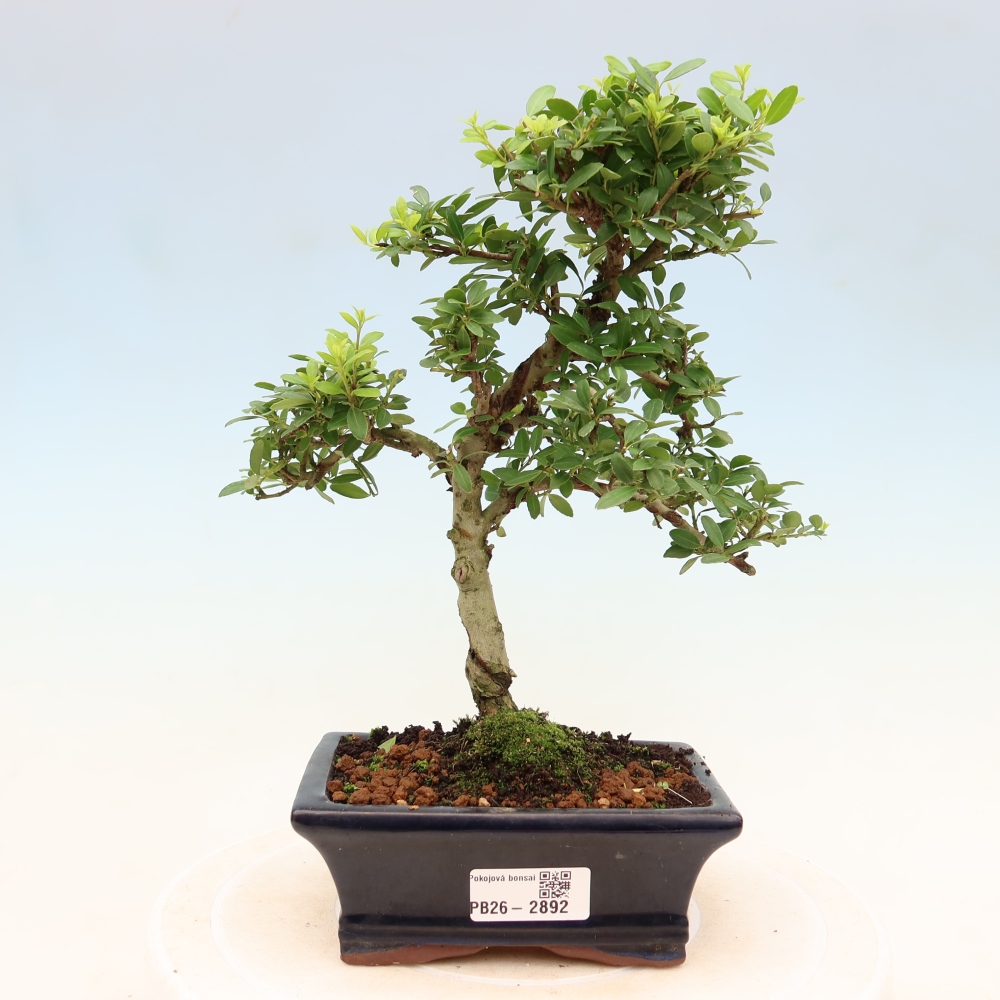 Szobai bonsai - Ilex crenata - Holly