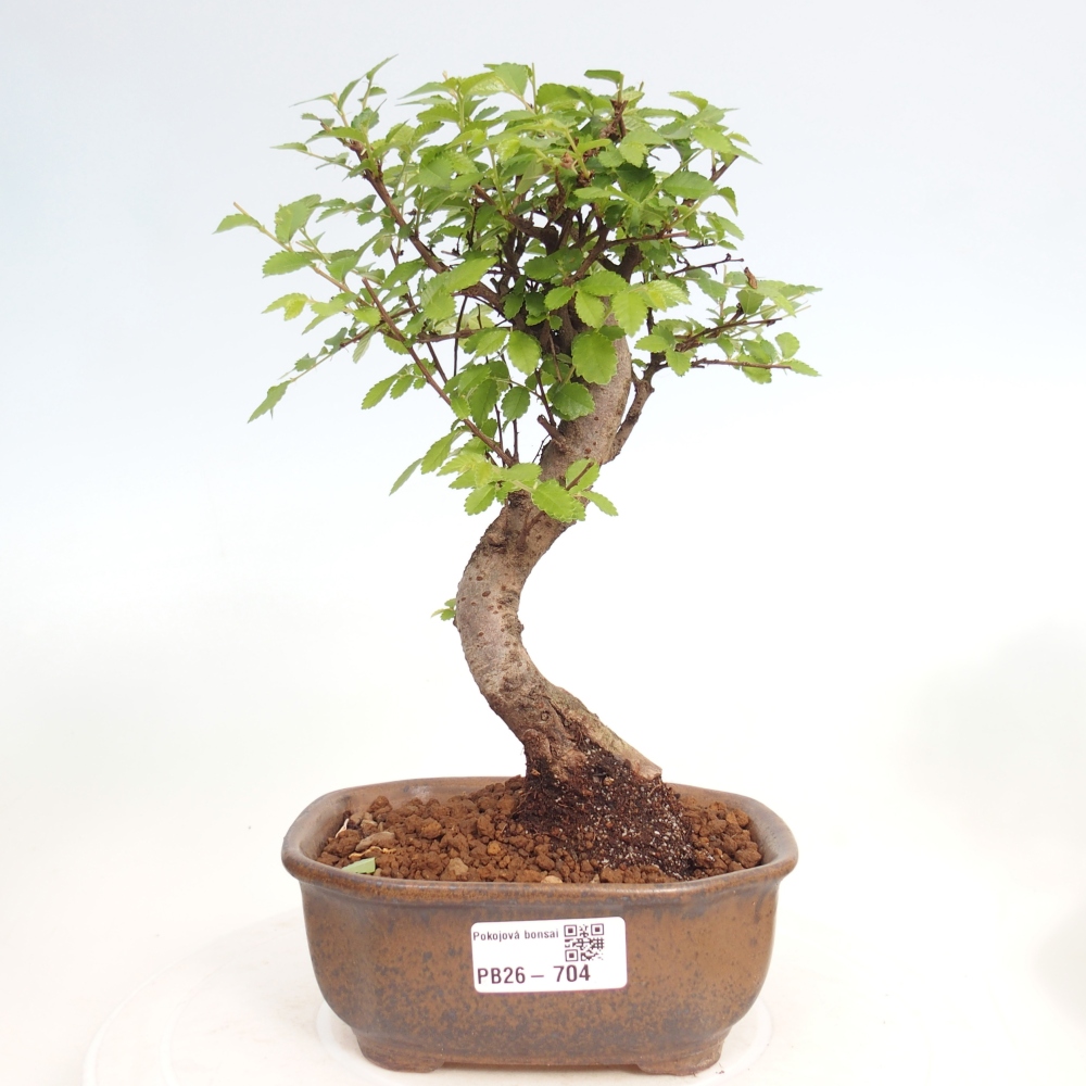 Szobai bonsai - Ulmus parvifolia - Kislevelű szilfa