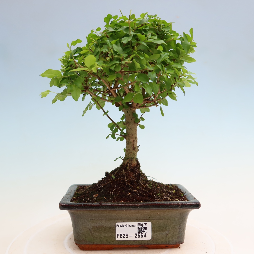 Szobai bonsai -Ligustrum chinensis - Madárcsőr