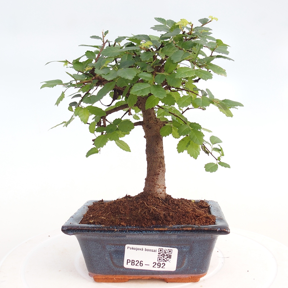 Szobai bonsai - Ulmus parvifolia - Kislevelű szilfa