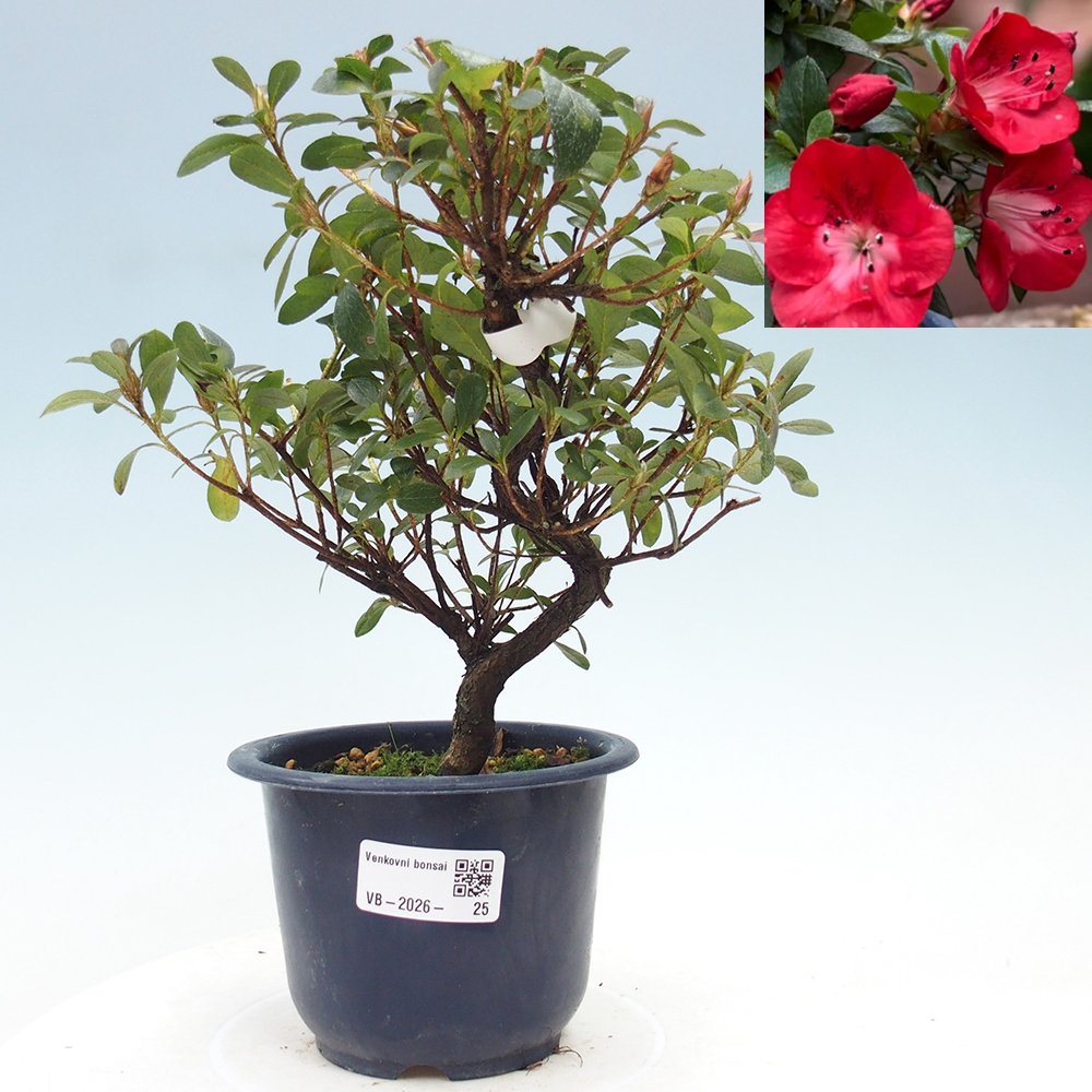 Kültéri bonsai - Japán azálea - Azalea Benibeni