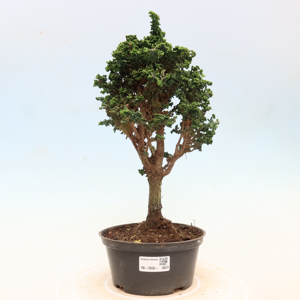 Kültéri bonsai - Cham. obtusa SEKKA HINOKI - Cifra ciprus