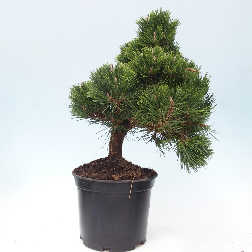 Kültéri bonsai - Pinus thunbergii senjyumaru - Thunberg fenyő