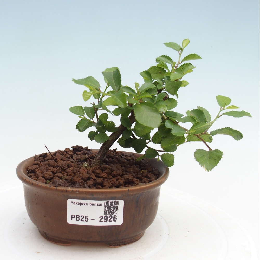 Beltéri bonsai - Grewia occidentalis - Levendula csillaghal