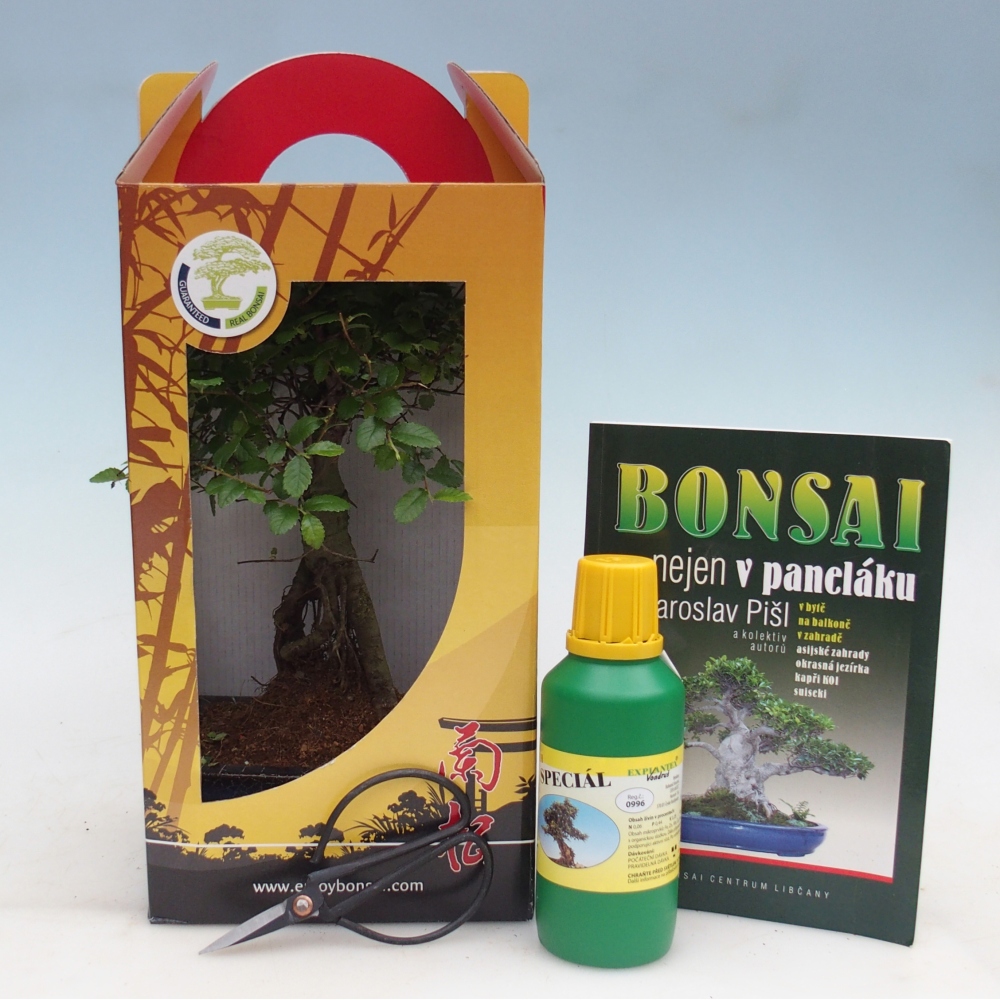 Ulmus parvifolia - kínai szil