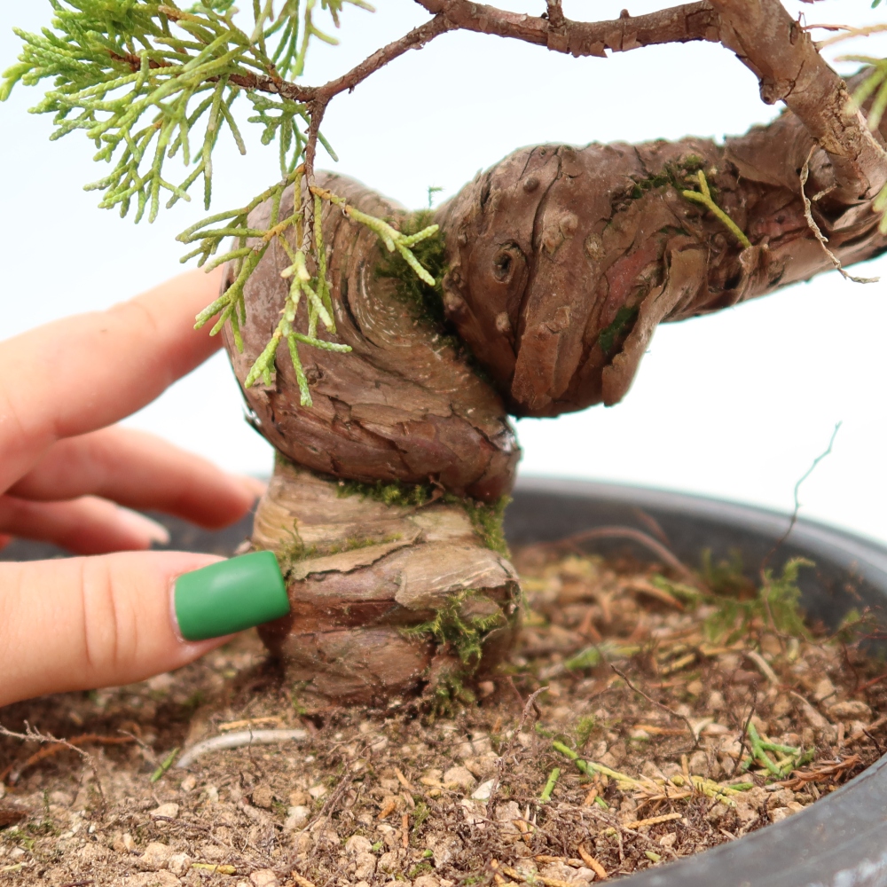 Kültéri bonsai - Juniperus chinensis Itoigawa-Juniperus chinensis