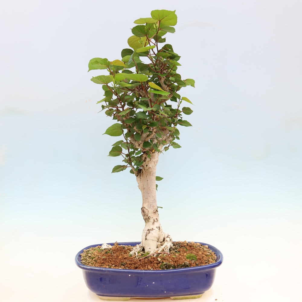 Beltéri bonsai - Hibiscus tiliaceus - tengeri hibiszkusz