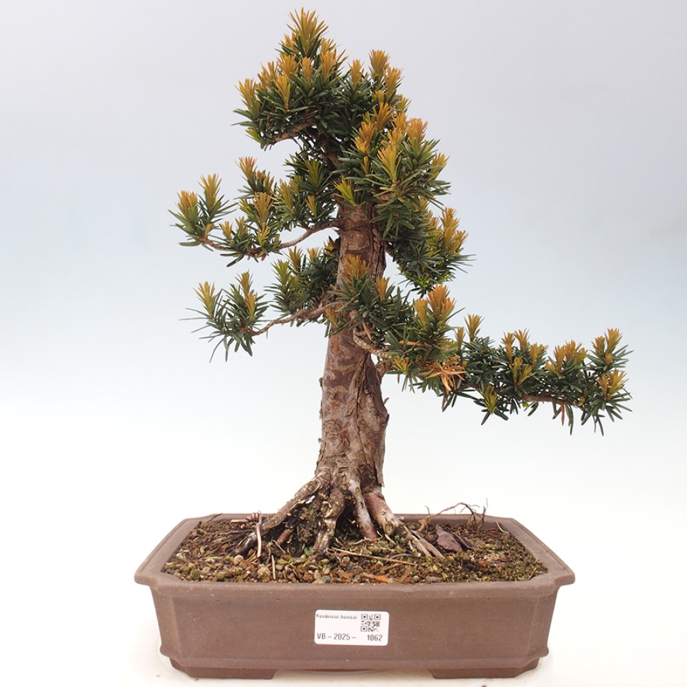 Kültéri bonsai - Taxus cuspidata - japán tiszafa