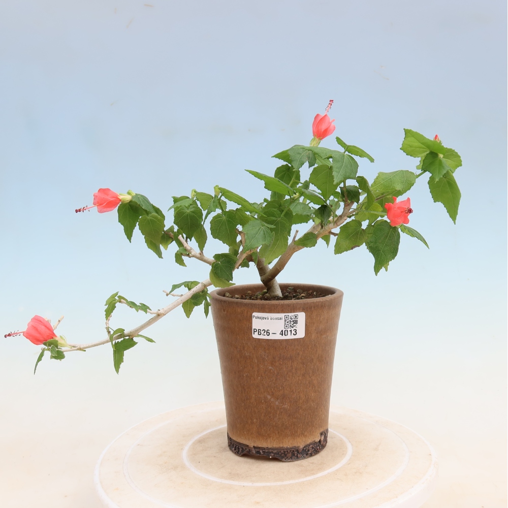 Beltéri bonsai - Malvaviscus arboreus