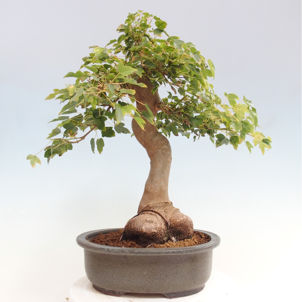 Kültéri bonsai - Acer Buergerianum - Burger juhar