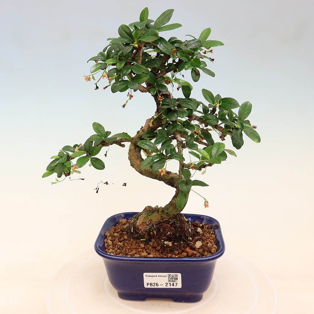 Szobai bonsai - Carmona macrophylla - Tea fuki