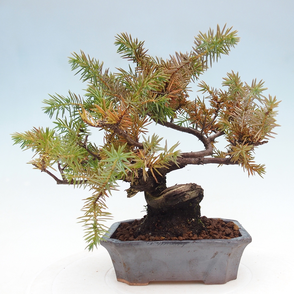 Kültéri bonsai - Juniperus rigida - Juniperus rigida