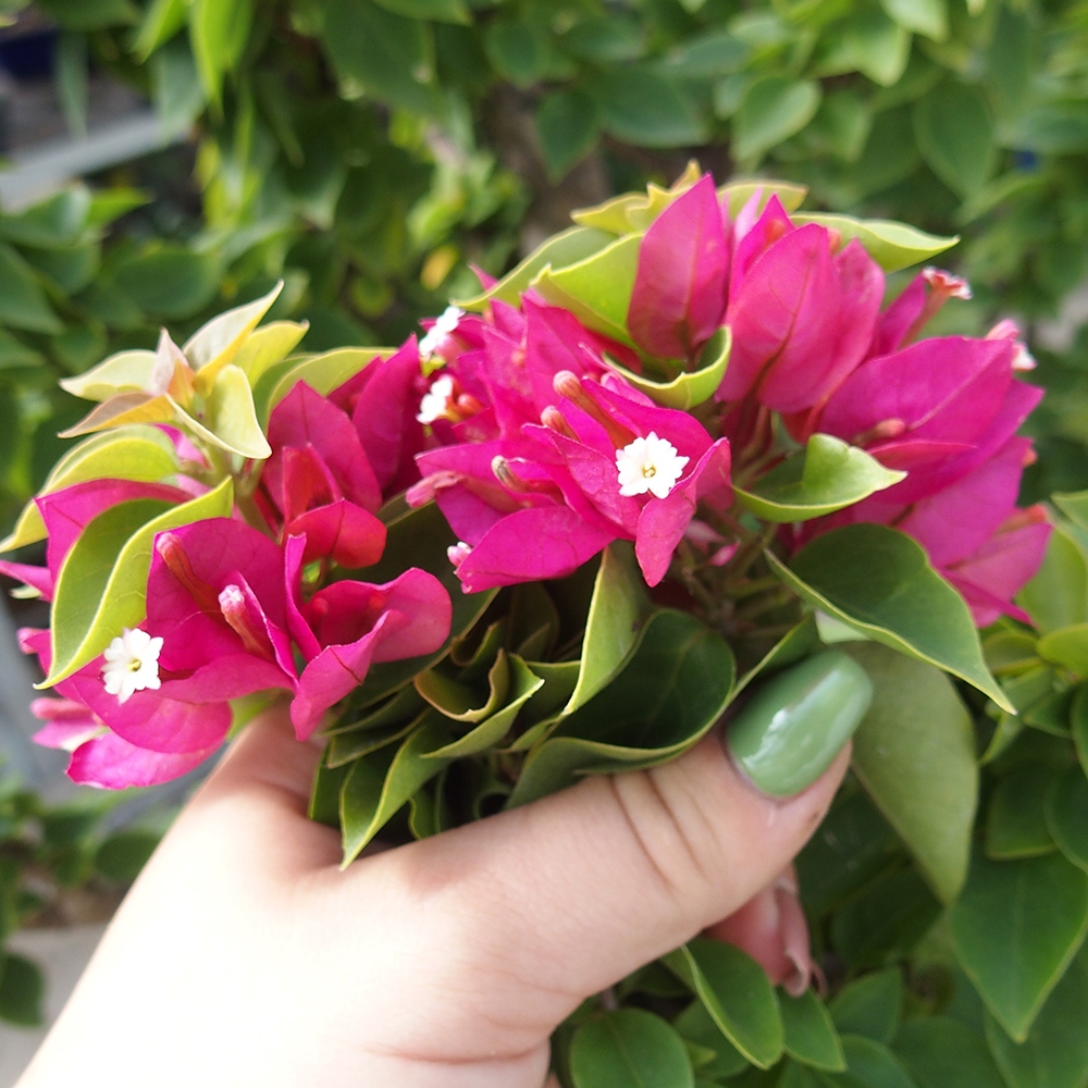 Szoba bonsai - Bouganwilea