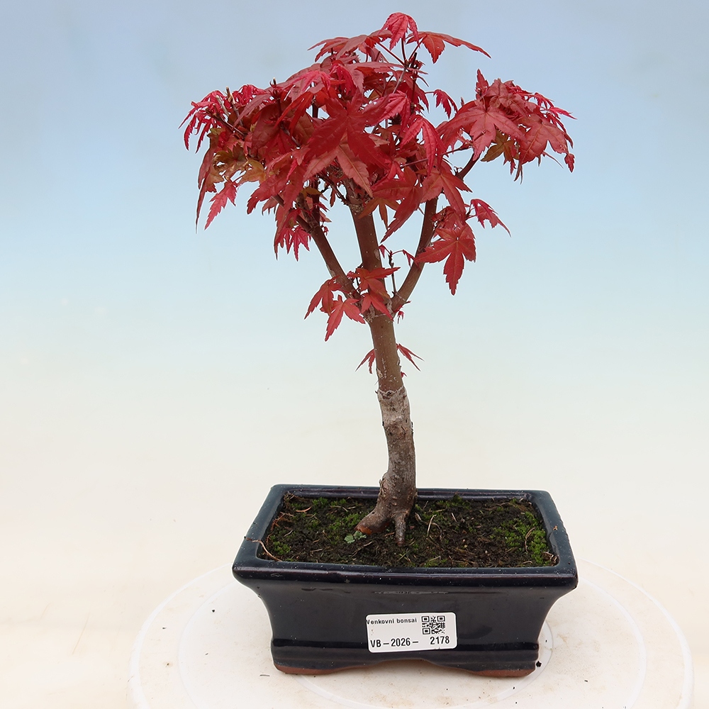 Kültéri bonsai - Acer palmatum DESHOJO