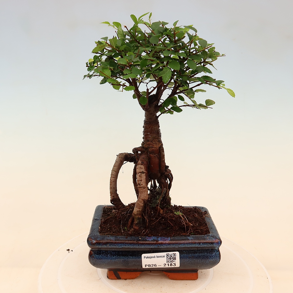 Szobai bonsai - Ulmus parvifolia - Kislevelű szilfa