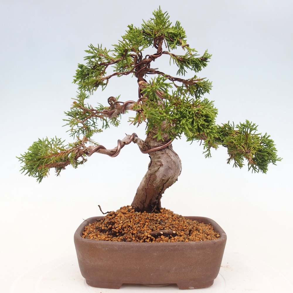 Kültéri bonsai - Juniperus chinensis Itoigawa