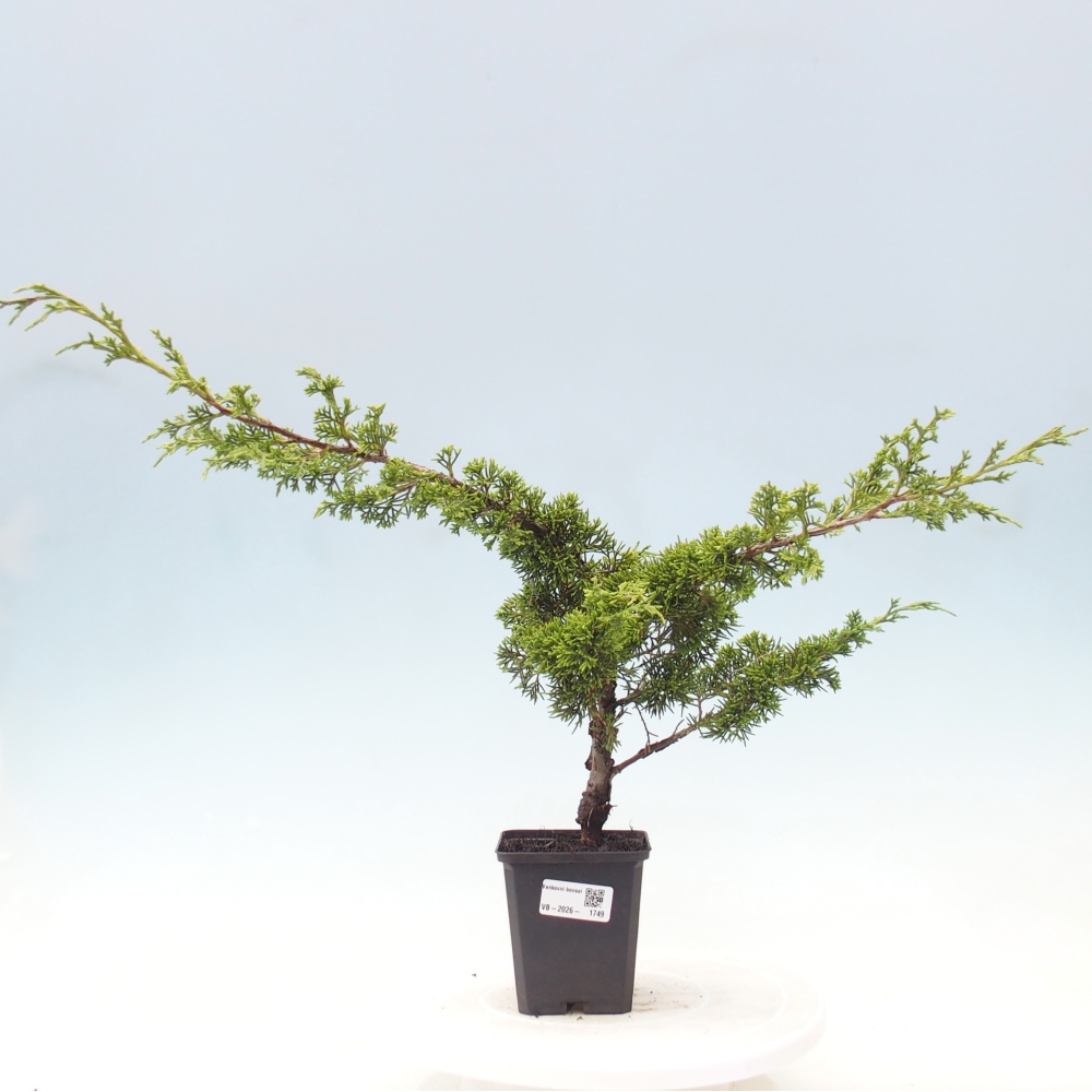 Kültéri bonsai - Juniperus chinensis Itoigawa