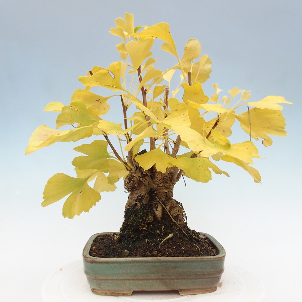 Kültéri bonsai - Ginkgo biloba - Ginkgo biloba