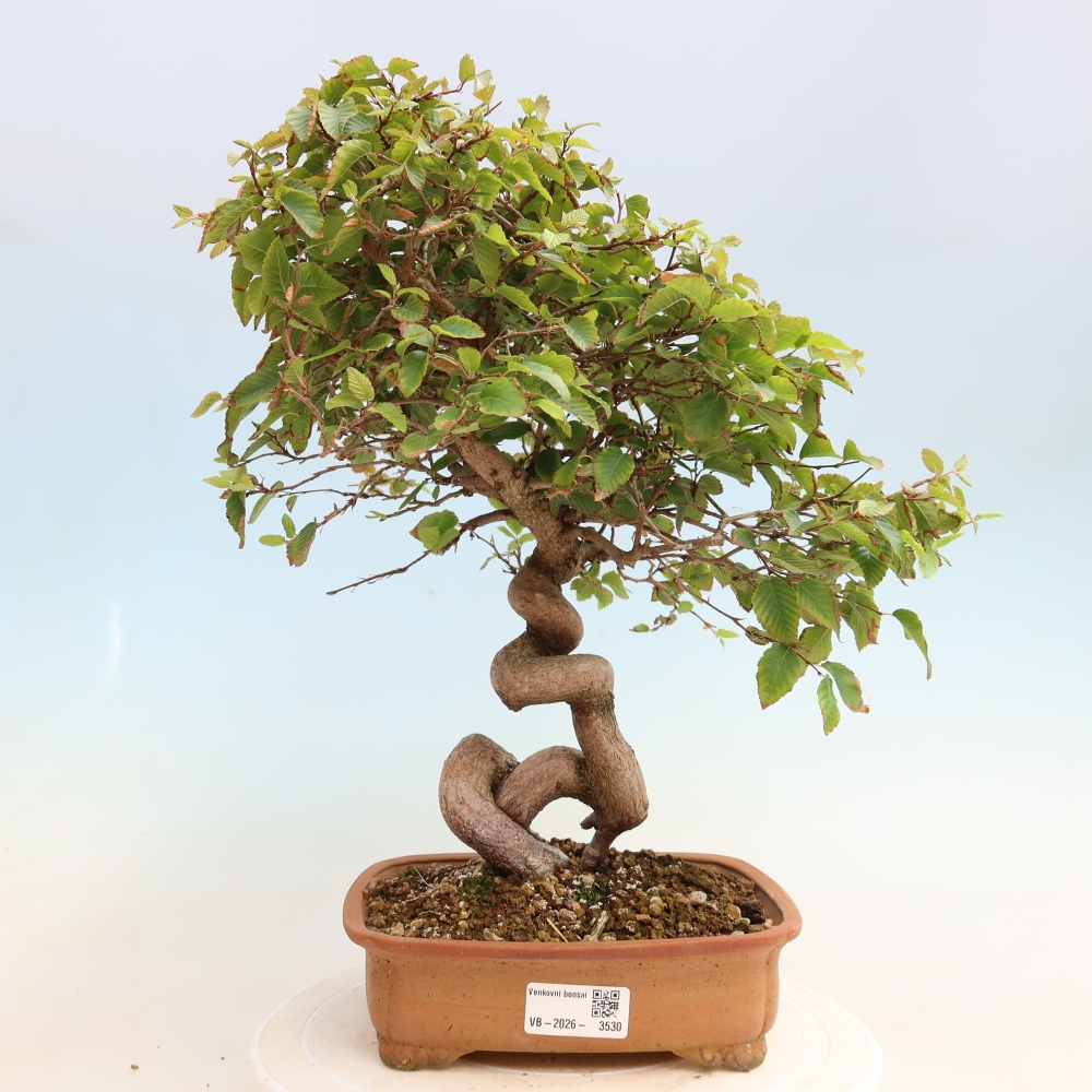 Kültéri bonsai -Carpinus CARPINOIDES - Koreai gyertyánfa
