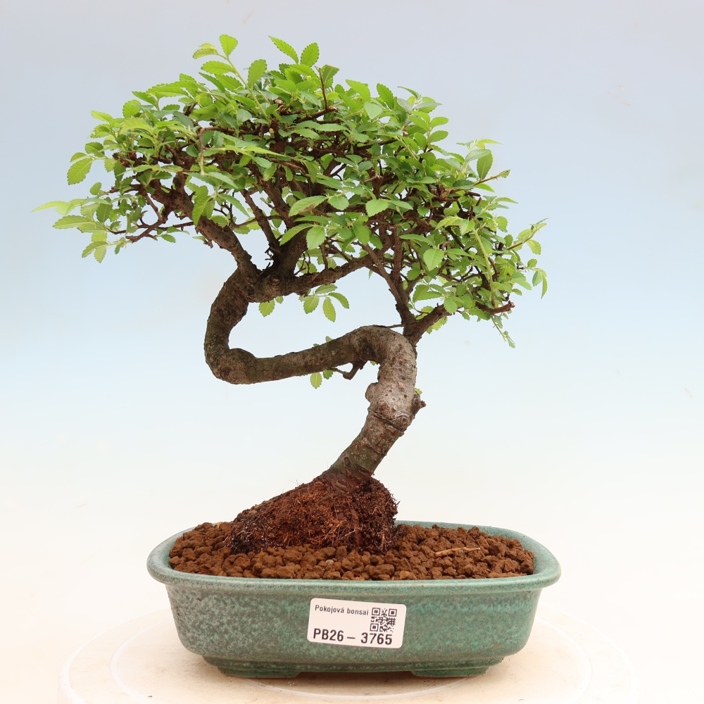 Szobai bonsai - Ulmus parvifolia - Kislevelű szilfa