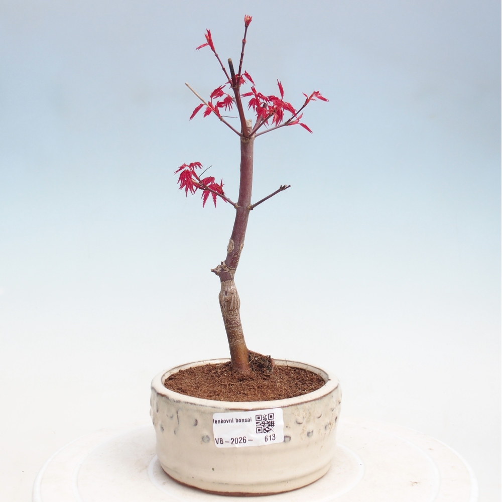 Kültéri bonsai - Acer palmatum DESHOJO
