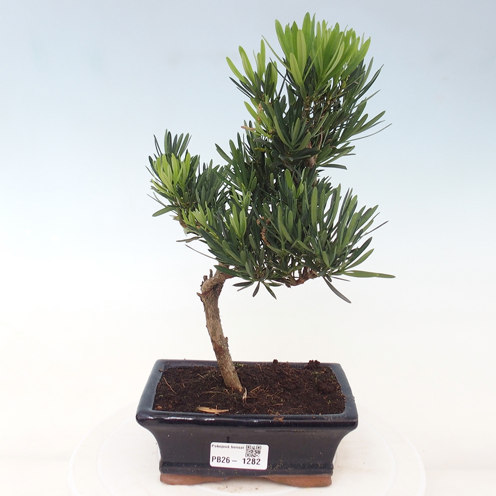 Szobai bonsai - Podocarpus - Kőtiszafa