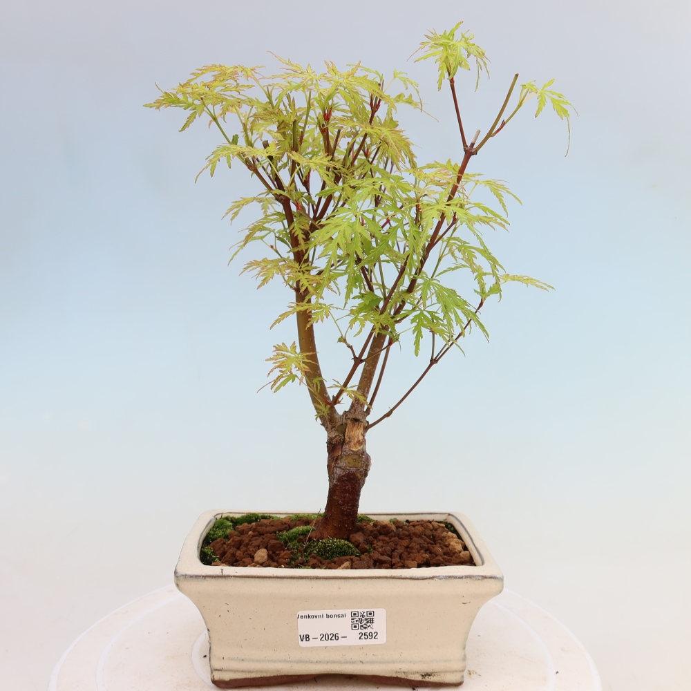 Kültéri bonsai - Acer palmatum Dissectum