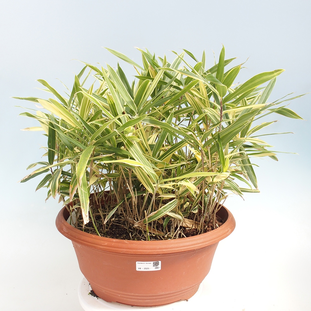 Kültéri bonsai - Sasaella masamuneana Albostriata - Bambusz