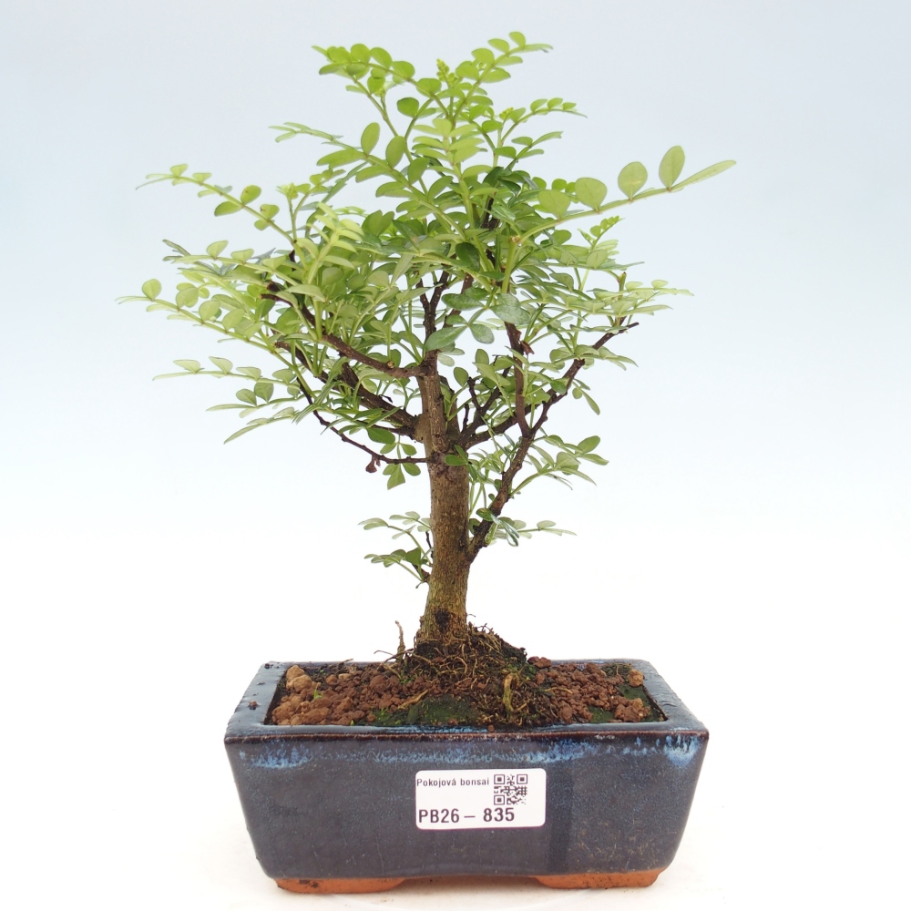 Szobai bonsai - Zantoxylum piperitum - borsfa