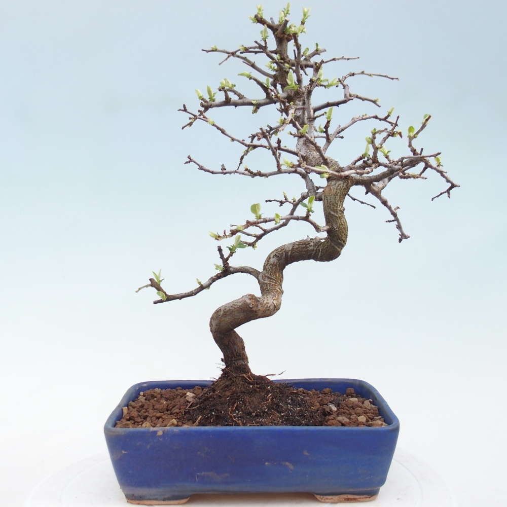 Kültéri bonsai - Chaneomeles chinensis