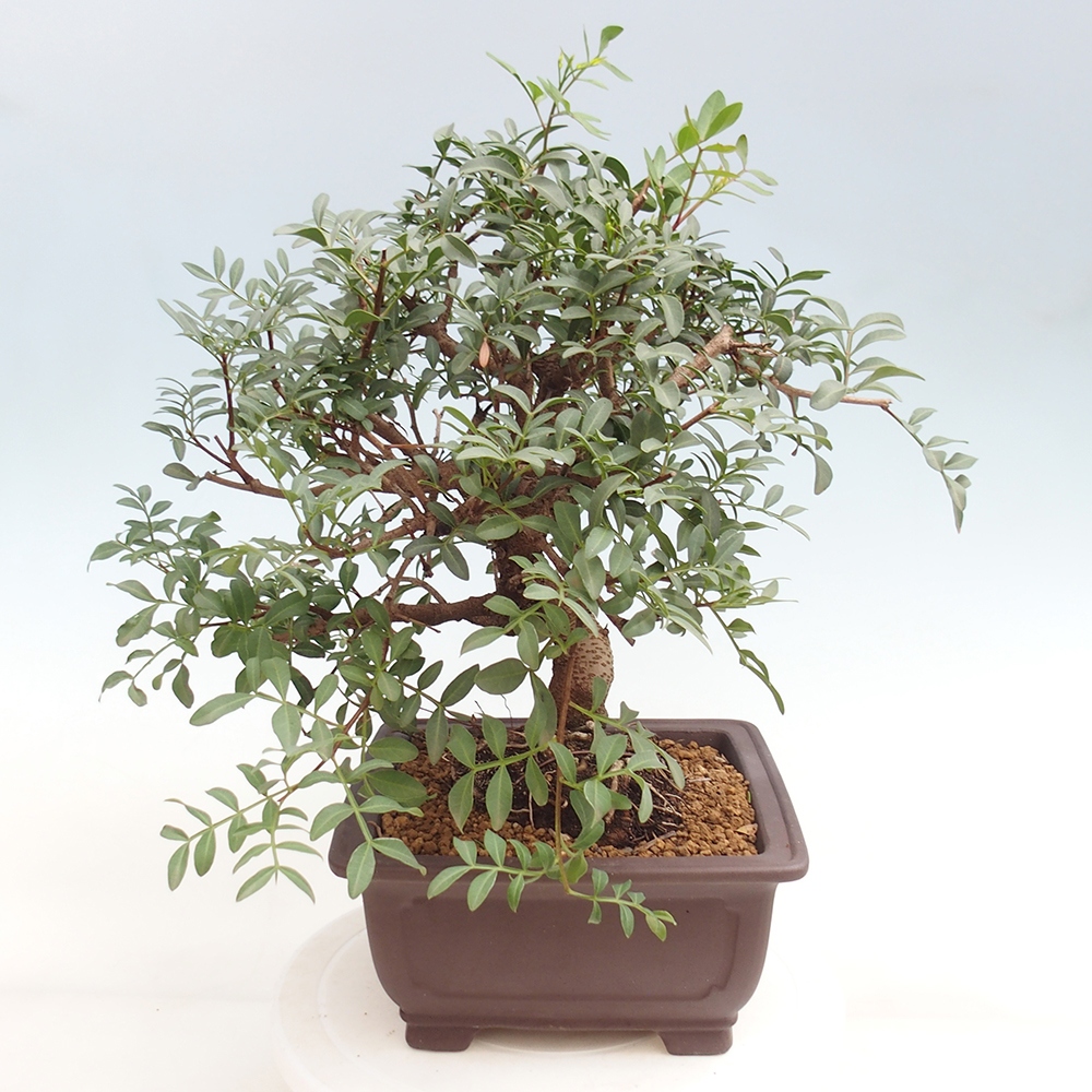 Szoba bonsai - Pisztácia