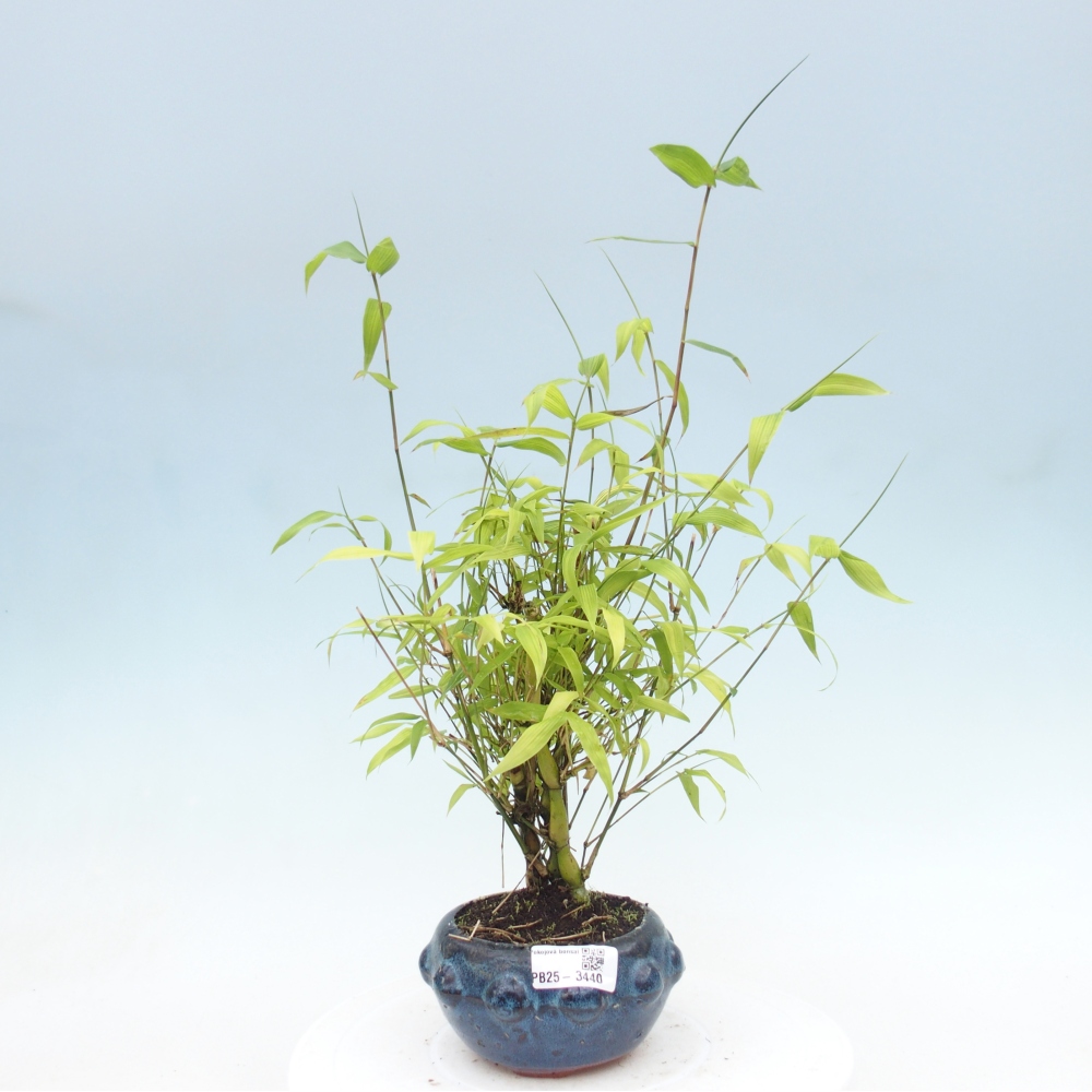 Szoba bonsai - Bambusz budha - Bambusz budha hasa