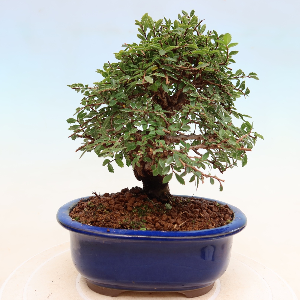 Kültéri bonsai - Zelkova - Zelkova NIRE