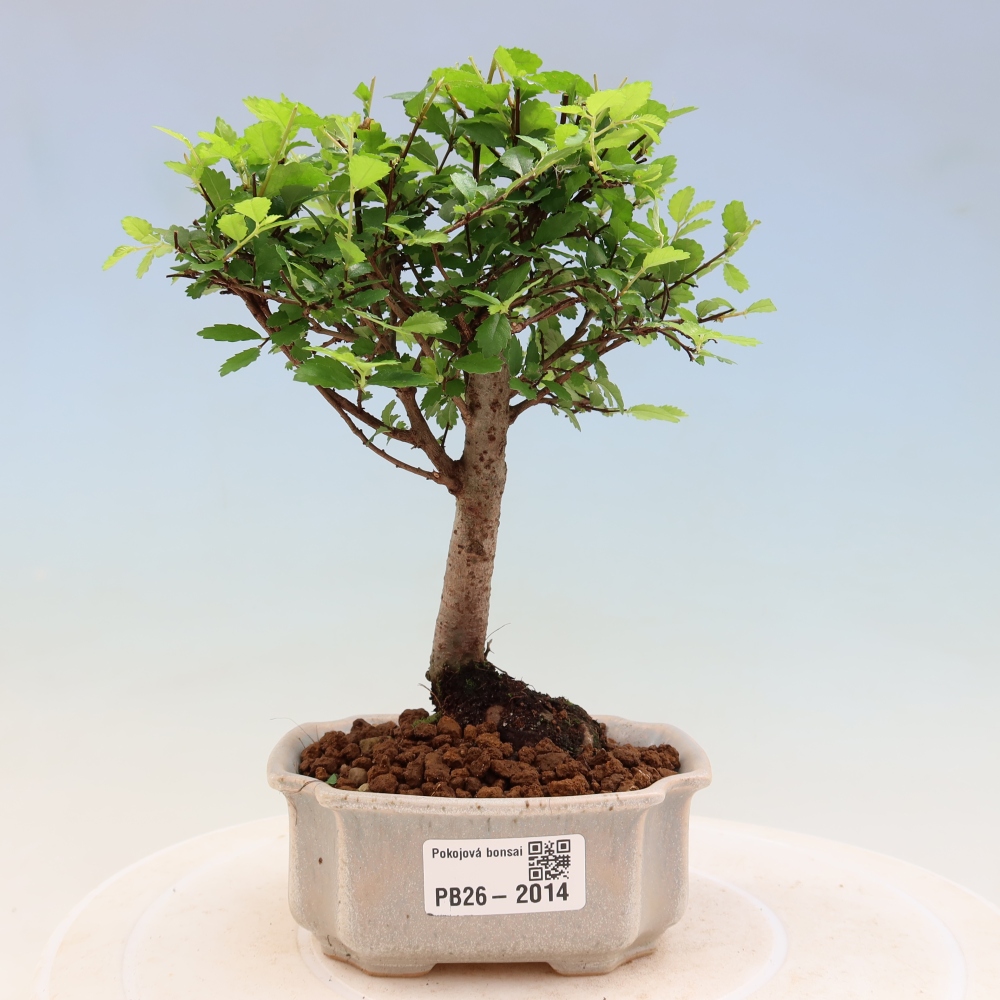Szobai bonsai - Ulmus parvifolia - Kislevelű szilfa