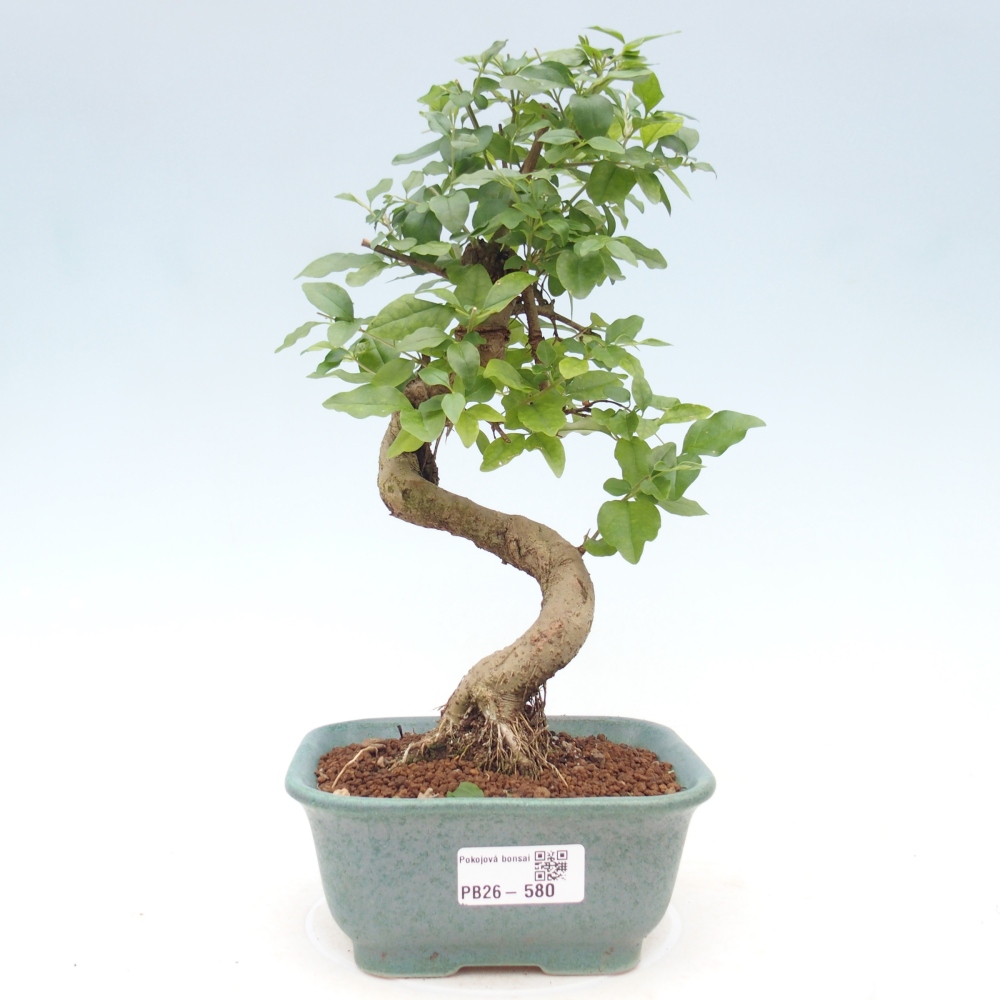 Szobai bonsai -Ligustrum chinensis - Madárcsőr