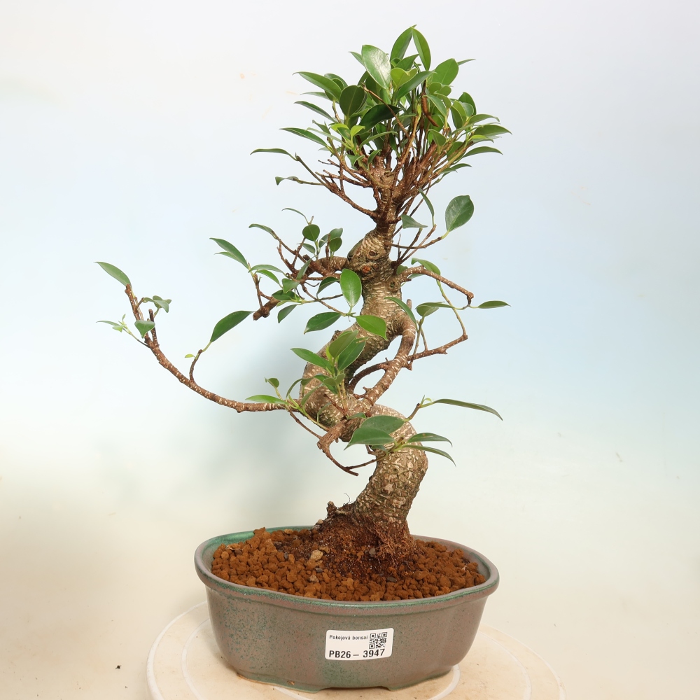 Szobai bonsai - Ficus kimmen - kislevelű fikusz