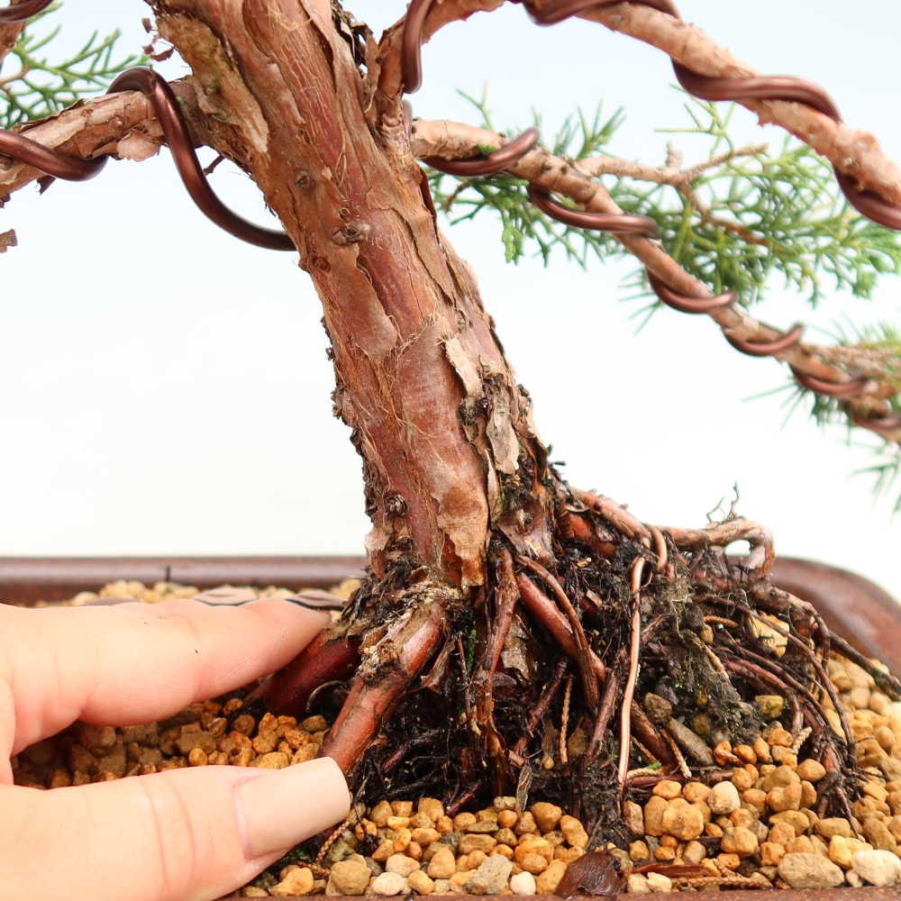 Kültéri bonsai - Juniperus chinensis Kishu