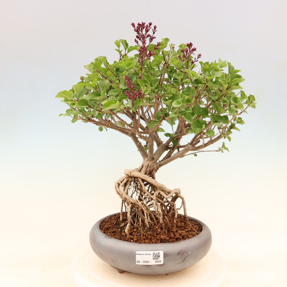 Kültéri bonsai - Syringa microphylla - kisvirágú lila