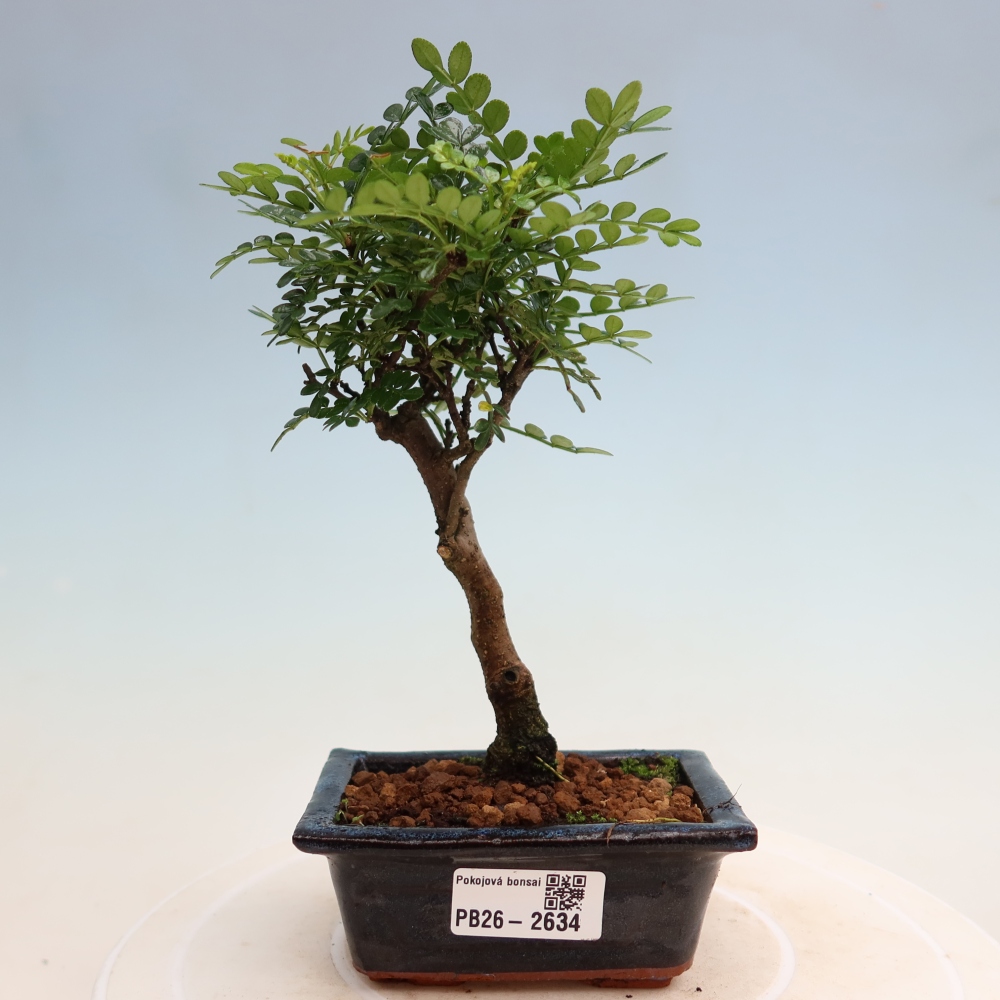 Szobai bonsai - Zantoxylum piperitum - borsfa