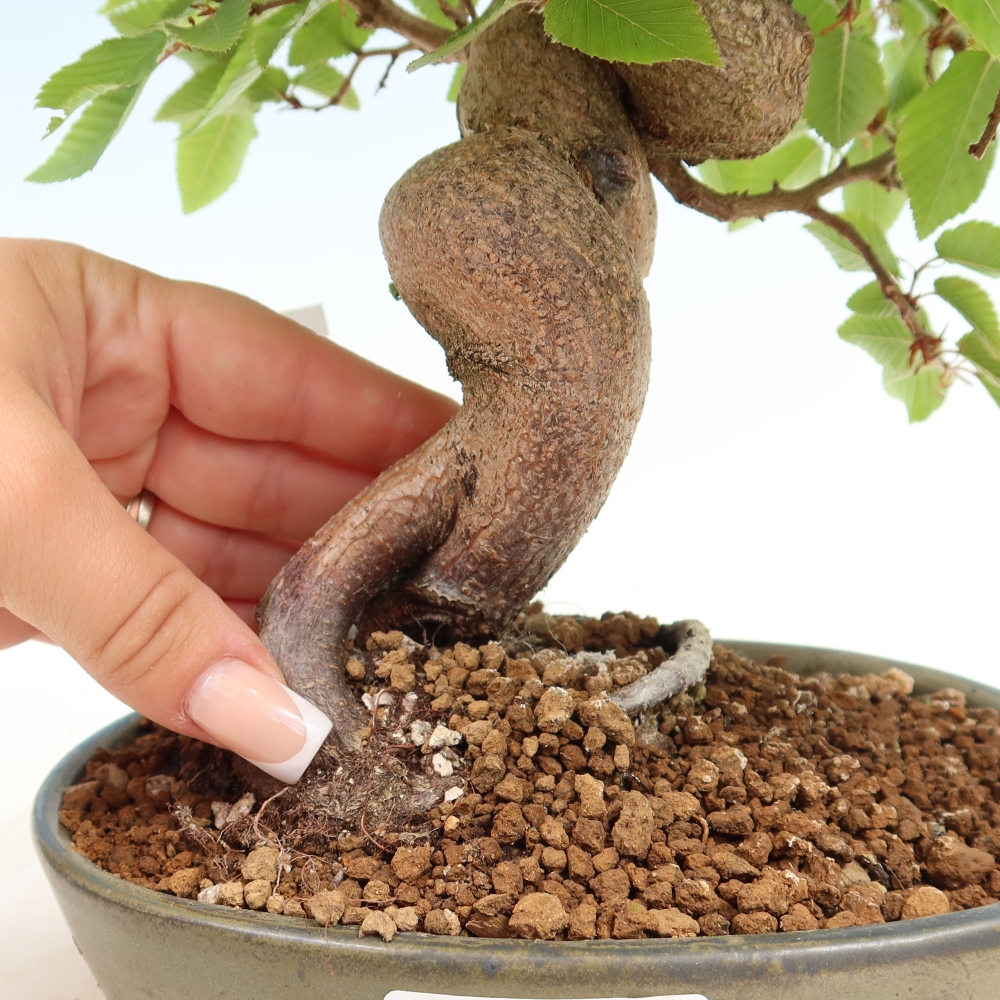 Kültéri bonsai -Carpinus Coreana - Koreai gyertyánfa