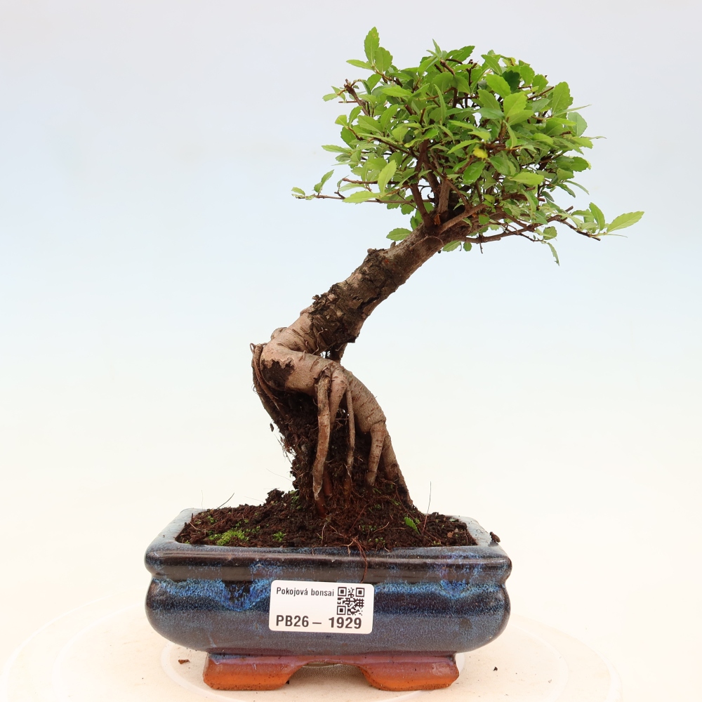 Szobai bonsai - Ulmus parvifolia - Kislevelű szilfa
