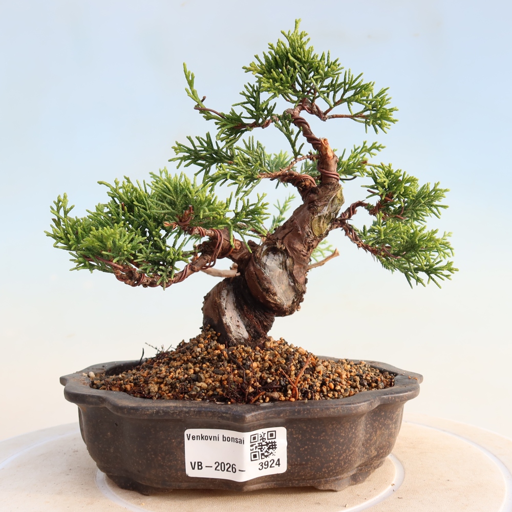 Kültéri bonsai - Juniperus chinensis Itoigawa