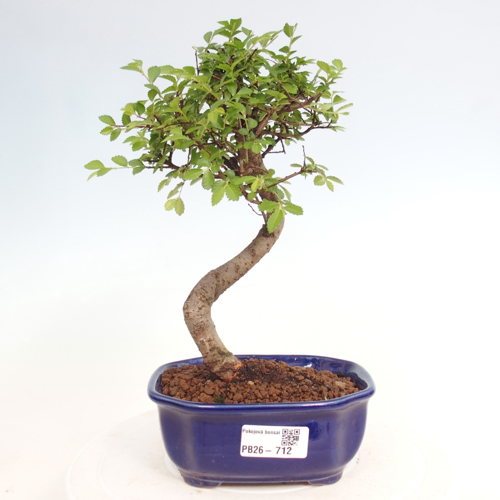 Szobai bonsai - Ulmus parvifolia - Kislevelű szilfa