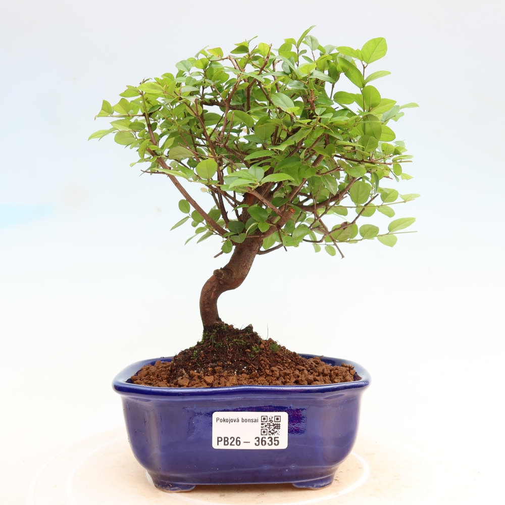 Szobai bonsai - Sageretia thea - Sageretia thea