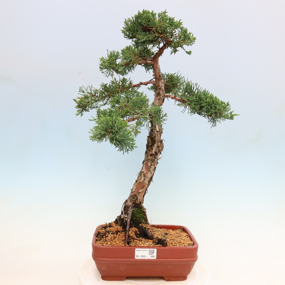 Kültéri bonsai - Juniperus chinensis Kishu