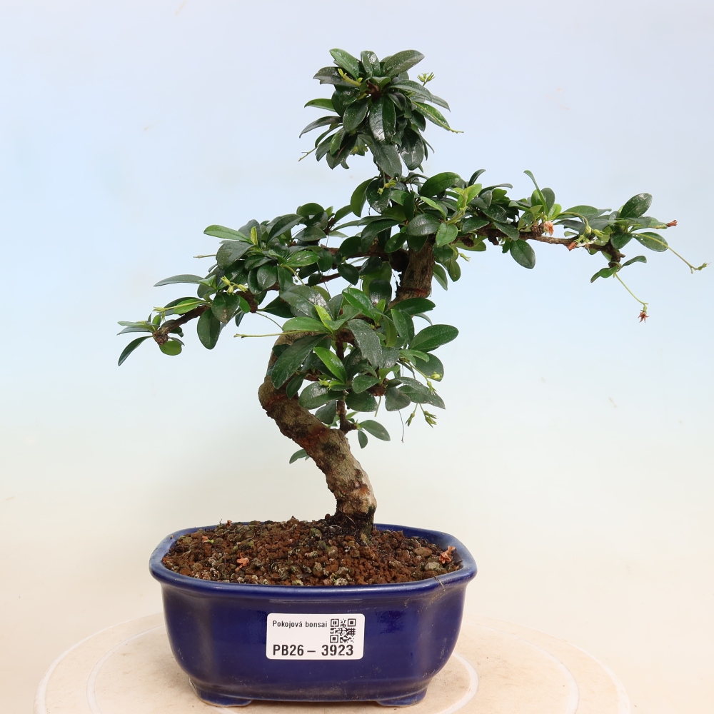 Szobai bonsai - Carmona macrophylla - Tea fuki