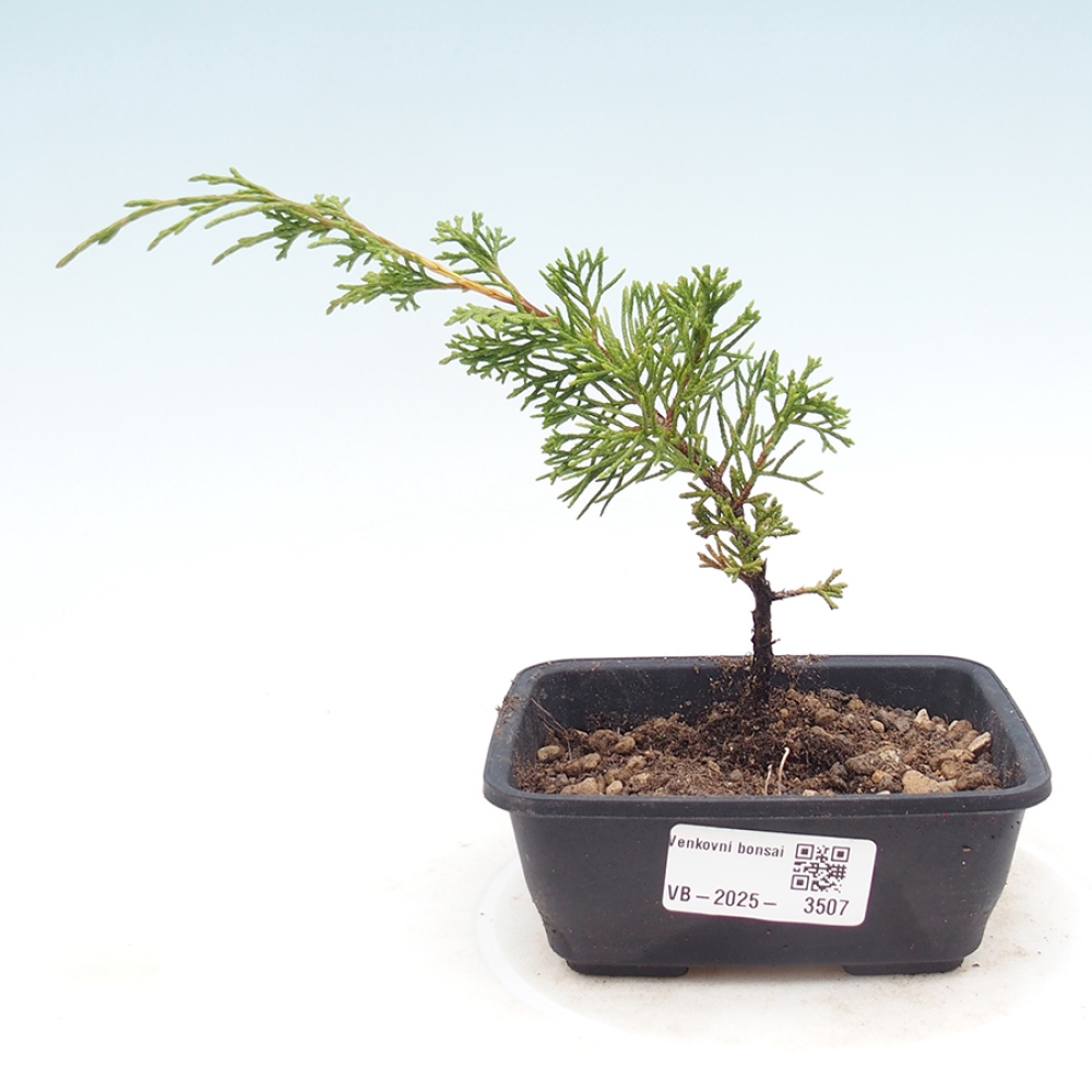 Kültéri bonsai - Juniperus chinensis Itoigawa